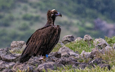Cinereous vulture sitting on feeding station