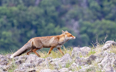 A Red fox portrait photography