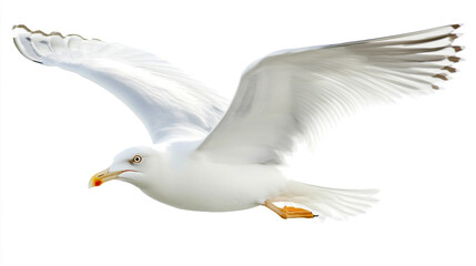 Obraz premium Elegant white seagull gracefully soaring, isolated on a clean white background, detailed aquatic bird, perfect for stock photography.