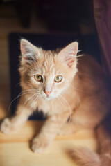 Obraz premium A beautiful red-colored kitten is sitting on a wooden desktop. Pets in the house