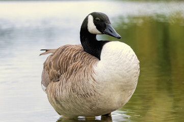 Obraz premium Canada Goose (Branta canadensis) close up