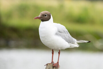 Black-headed Gull (Chroicocephalus ridibundus) in a natural habitat