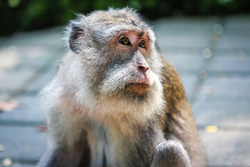 Portrait of a monkey looking left