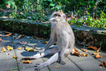 A monkey chilling hard - sitting like a human in the floor