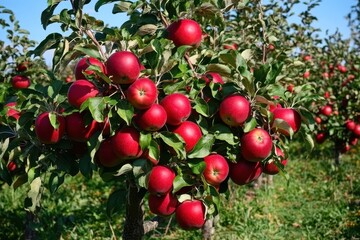 Fototapeta premium Apple grove brimming with ripe red fruit two rows of trees under a clear blue sky ready for harvest Morning view