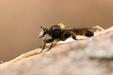 Gelbe Mordfliege oder Gelbe Raubfliege (Laphria flava)	