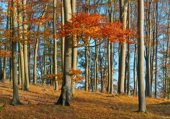 beautiful sunny autumn day in the beech forest, blue sky in the background