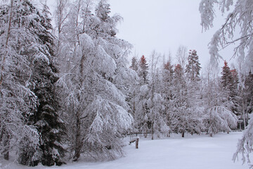a winter morning in the snowy forest