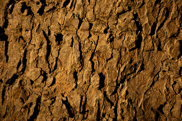 Close-up shot of a textured tree bark surface with intricate patterns and natural earthy tones. Perfect for backgrounds, nature-themed designs, eco projects, and environmental concepts.