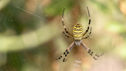 Wasp spider - Argiope bruennichi