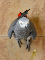Fototapeta premium The grey parrot (Psittacus erithacus), also known as the Congo grey parrot or African grey parrot, parrot with green background sitting on the branch 