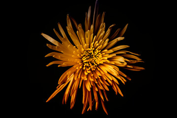 Bright Orange Chrysanthemum Flower on Black Background