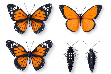 Obraz premium A flat design of a butterfly lifecycle, from caterpillar to chrysalis to butterfly, rendered with simple shapes and bright colors
