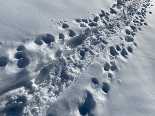 Wonderful winter hiking trails and traces over the Lake Walen or Lake Walenstadt (Walensee) and in the fresh alpine snow cover of the Swiss Alps, Walenstadtberg - Canton of St. Gallen, Switzerland