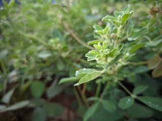 Lespedeza cuneata is a species of flowering plant in the legume family known by the common names Chinese bushclover and sericea lespedeza, or just sericea