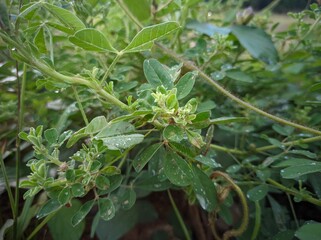Lespedeza cuneata is a species of flowering plant in the legume family known by the common names Chinese bushclover and sericea lespedeza, or just sericea