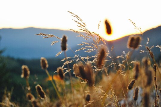 Dry cattails prairie hills at sunset.