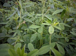 Obraz premium Lespedeza cuneata is a species of flowering plant in the legume family known by the common names Chinese bushclover and sericea lespedeza, or just sericea