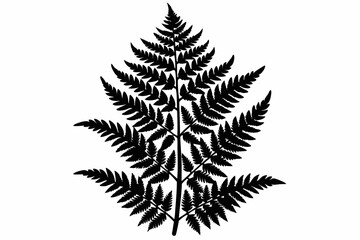 Fern vector silhouette black design white background