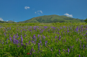 Fototapeta premium blooming wild flowers on subalpine meadows at Aghavno Lerr in Teghenyats mountains (Jrambar, Armenia) 