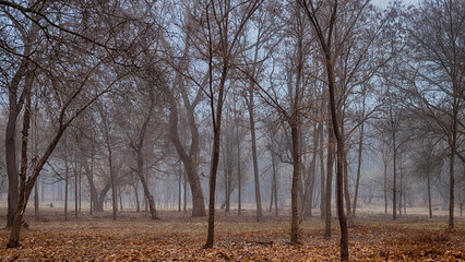 Autumn natural landscape. Path in the park. Magical morning foggy