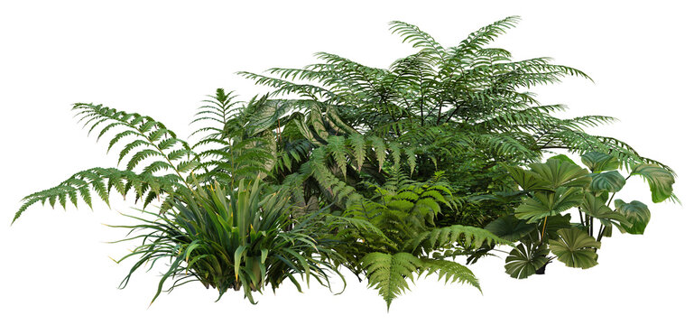 3d render small garden with tropical plants on transparent background	