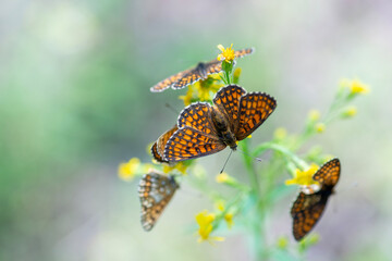 Assmann's fritillary butterfly (Melitaea britomartis), summer, Meschera national park