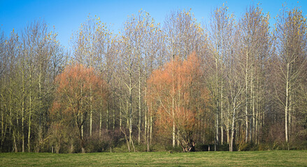 Fototapeta premium Beautiful sunny autumnal day in Belgium