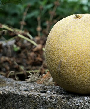 Połowa melona