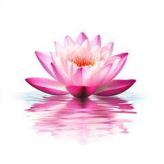 serene pink lotus flower floating gracefully on calm water, reflecting its beauty in tranquil surface. This evokes sense of peace and tranquility