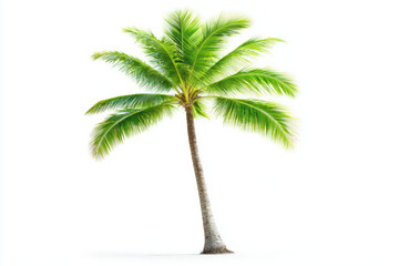 Fototapeta premium vibrant coconut palm tree standing tall against white background, showcasing its lush green fronds and sturdy trunk, evokes sense of tropical paradise and tranquility