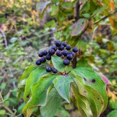 elderberry fruit and leaves close-up
