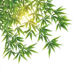 Fototapeta premium Bamboo leaves with sunlight, white isolate background.