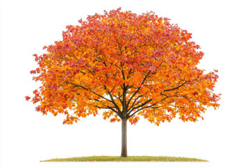vibrant orange tree stands alone against white background, showcasing its stunning autumn foliage. bright colors evoke sense of warmth and beauty in nature