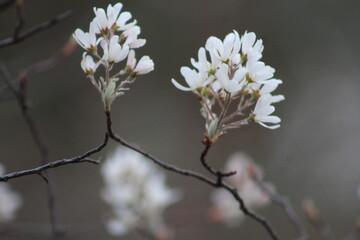 White flowers