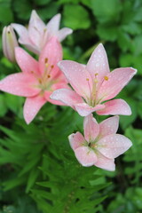 Obraz premium pink flowers in bloom