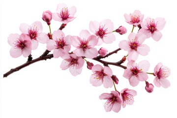 Naklejka premium Delicate cherry blossom branch displaying soft pink flowers, symbolizing beauty and renewal. blossoms are vibrant and fresh, perfect for spring themes