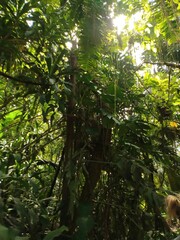 sun rays through the forest