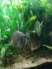 fish in aquarium