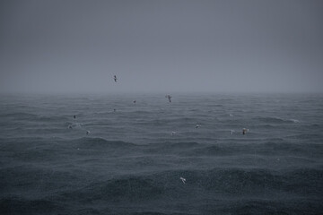 Fototapeta premium Seagulls flying over the sea. wavy sea in rainy and stormy weather.