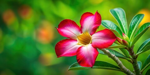 Fototapeta premium Beautiful adenium flower in bloom with vibrant red and pink petals on green background, adenium, flower, bloom, red, pink