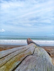 Old wood on the beach 