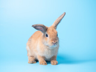 Orange cute rabbit on blue background. Lovely brown rabbit sitting.