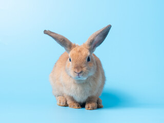 Orange cute rabbit on blue background. Lovely brown rabbit sitting.