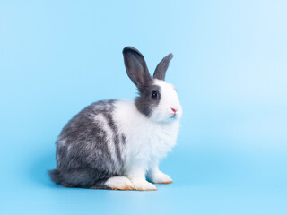 Fototapeta premium Side view of black and white rabbit sitting on blue background. Lovely action of young rabbit.