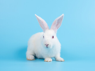 White baby rabbit sitting on blue screen background. Lovely action of young rabbit.