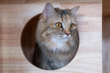 Brown fluffy cat is wondering around the circle opening in a wooden box, for pet climbing activity....