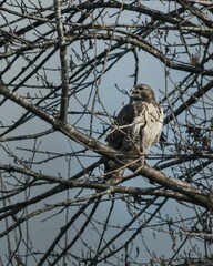 Solitary bird perched on a leafless branch against blue sky