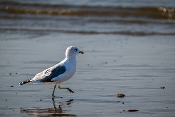Seagull on a Peaceful Stroll by the Water's Edge