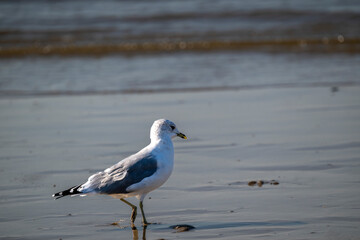The solitary seagull, framed by gentle waves and soft light, captures the essence of coastal charm. Perfect for environmental campaigns, seaside advertising, or creative storytelling